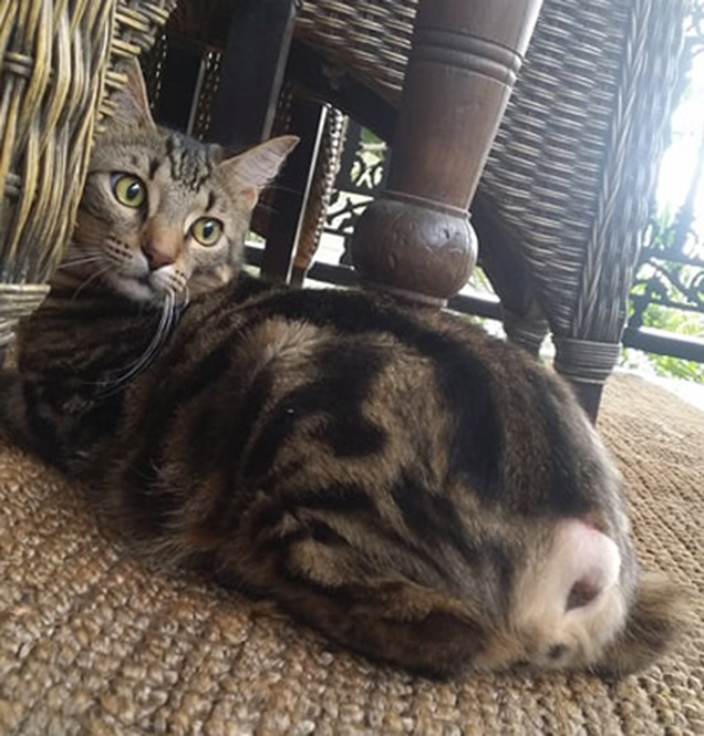 percy the cat at home after tail being amputated